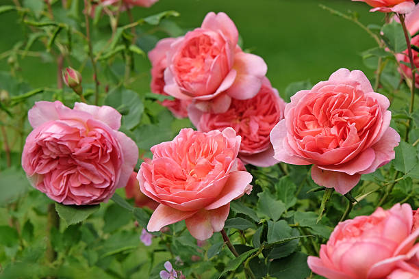 Salmon pink shrub rose, rosa 'Boscobel' in flower.