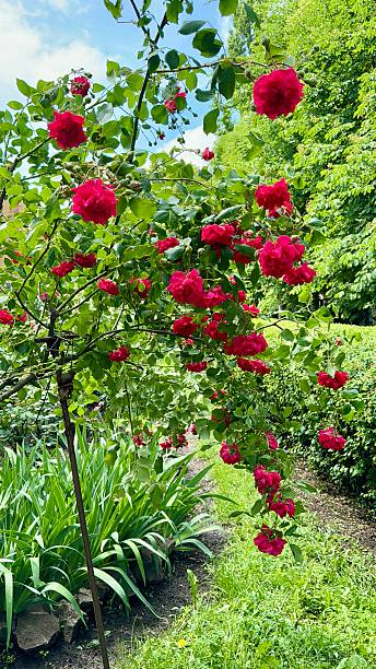 istock bush of red blooming roses 2217694780