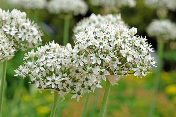 istock White Allium nigrum, black garlic, in flower. 2217694938