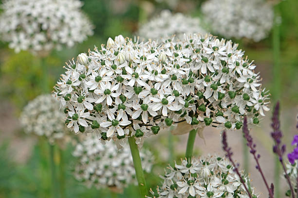 istock White Allium nigrum, black garlic, in flower. 2217694958