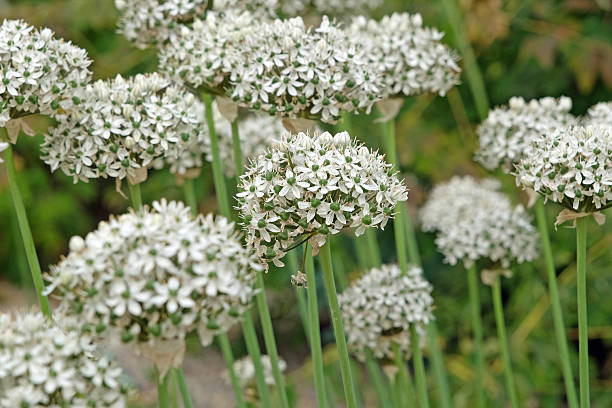 istock White Allium nigrum, black garlic, in flower. 2217694972