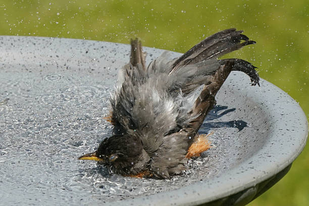 istock American Robin in bird bath bathing and preening 2217695218