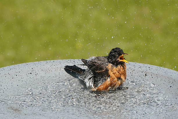 istock American Robin in bird bath bathing and preening 2217695219