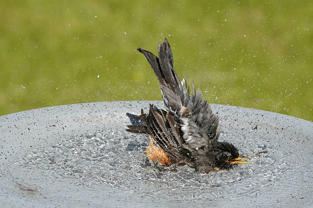 istock American Robin in bird bath bathing and preening 2217695220