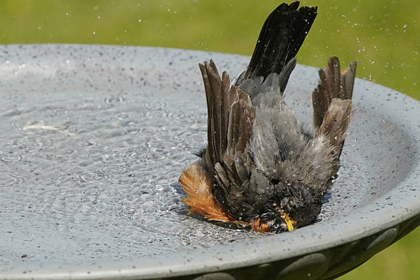 istock American Robin in bird bath bathing and preening 2217695248