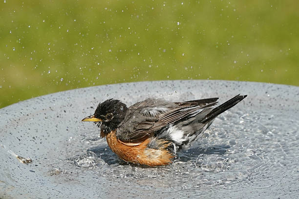 istock American Robin in bird bath bathing and preening 2217695260