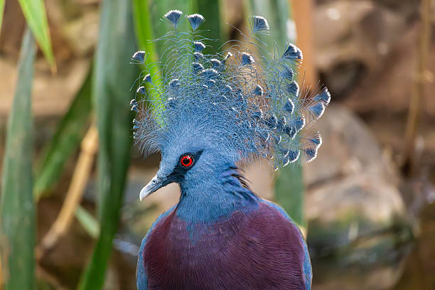 istock Bird in zoo, Warsaw, Poland 2217695312