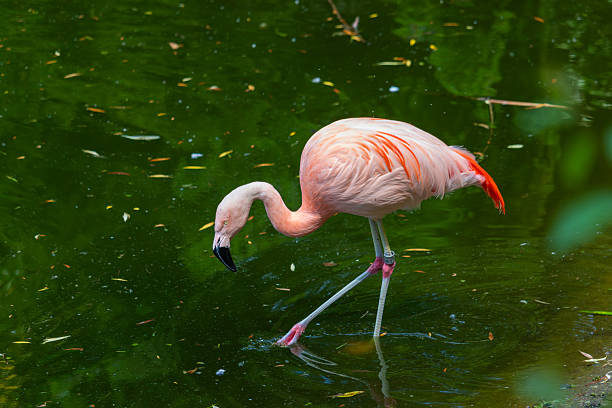 istock Flamingo in Warsaw Zoo, Poland 2217695384