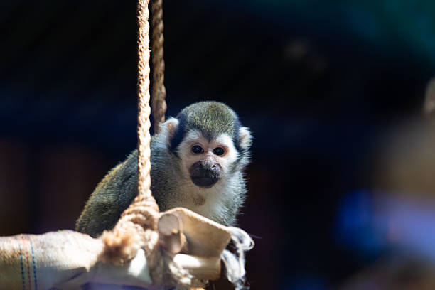 Marmoset eating and making faces and mouths.