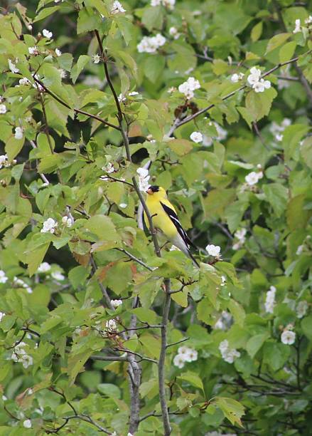 istock American goldfinch 2217696088