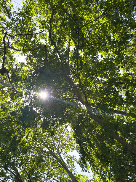 istock Plane tree foliage in springtime. Fresh green leaves, low angle view 2217696389