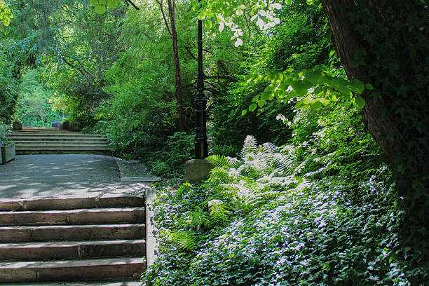 istock Shaded park path with ivy-covered slope and forest stairs 2217696521