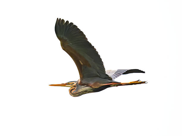 istock Purple heron flying over Kerkini Lake on white background 2217696577