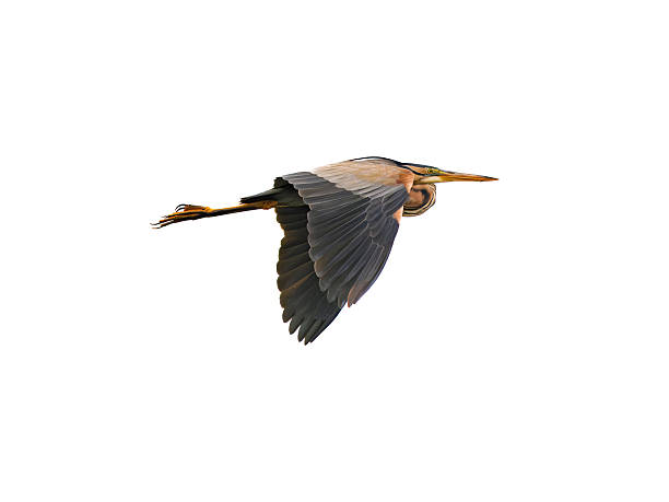 istock Purple heron flying over Kerkini Lake on white background 2217696588