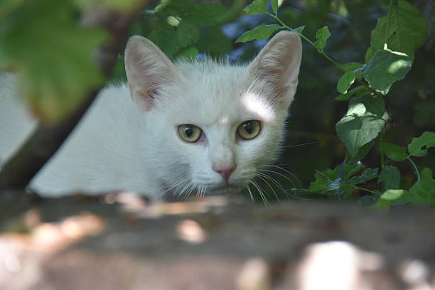 White cat in the garden