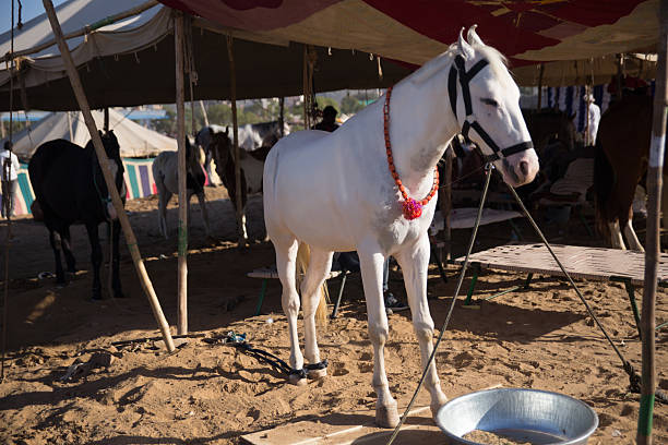 A beautifully adorned white horse stands under a tent at the Pushkar Camel Fair in Rajasthan, India. The horse is decorated with a vibrant red necklace, capturing the essence of this traditional livestock festival.