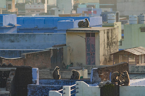 A group of langurs sitting and interacting on the colorful rooftops of an urban area in India during daylight.
