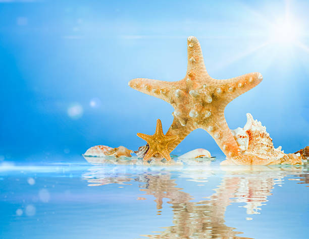 Starfish and seashells resting at the edge of clear blue water with bright sunlight and sky above. The reflective surface creates a serene, summery atmosphere. Perfect for travel, relaxation, vacation, marine life, and tropical beach themes.
