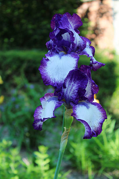 istock Close-Up of Vibrant Iris Flower 2217697848