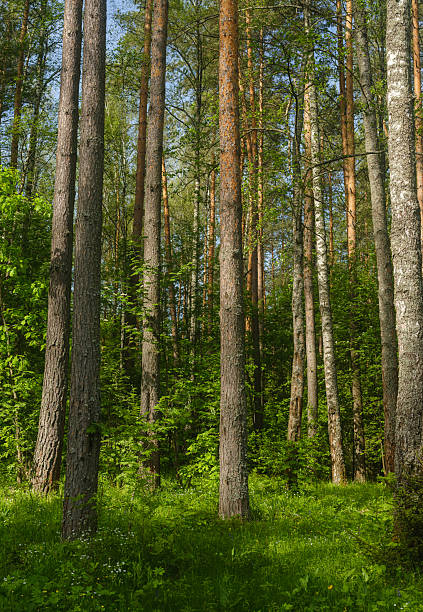 istock pine trees in the forest on a summer day 2217698968