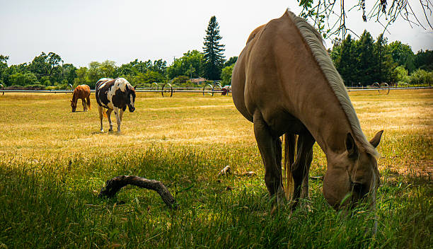 istock Horse grazing in a field 2217699429