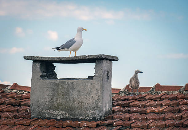 istock a seagull perched on an old concrete chimney and a baby seagull on a tiled roof. 2217699554