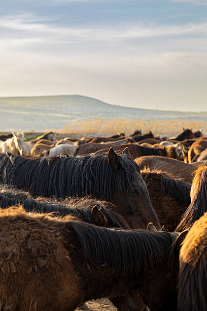 Wild horses running across the open steppe at sunset, kicking up dust clouds under a dramatic orange and red sky