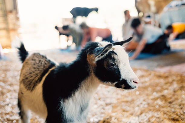 Family going yoga with goats