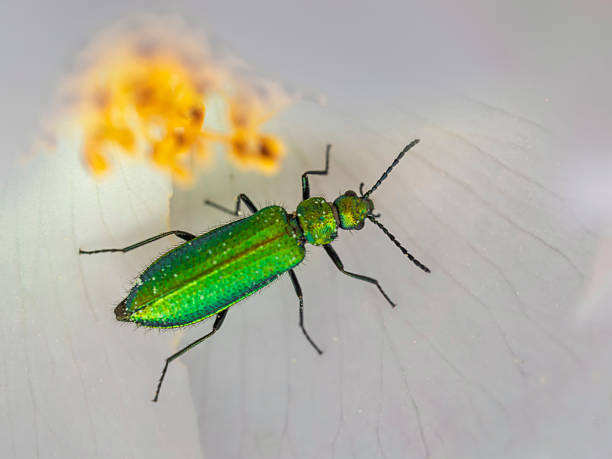 Beetle, Oedemera nobilis, on a flower head