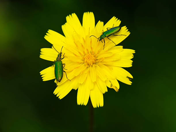 Beetle, Oedemera nobilis, on a flower head