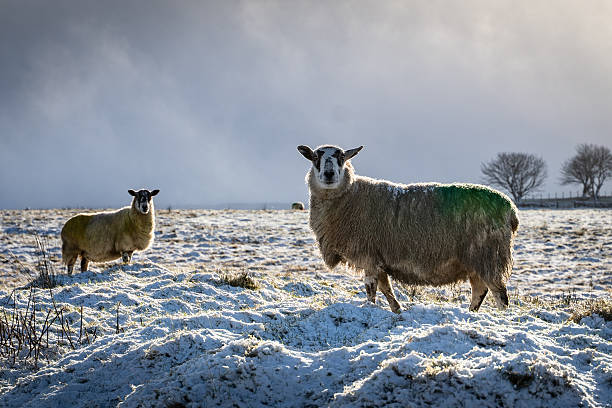 istock Two sheep standing in the snow in winter, backlit by sun 2217701821