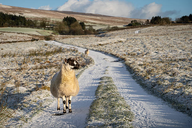 A sheep standing on a beautiful winding countryside trail, with winter sun lighting the scene in the hills of County Antrim, Northern Ireland. The sheep is looking sideways
