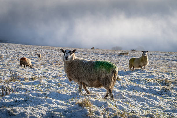 istock Winter sheep standing in the snow looking at camera 2217701872