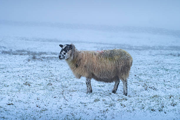 Snowy sheep on a cold winters day