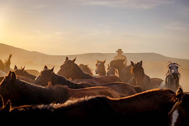Wild horses running across the open steppe at sunset, kicking up dust clouds under a dramatic orange and red sky