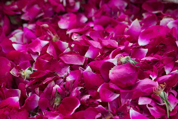 istock Vibrant Rose Petals 2217702424