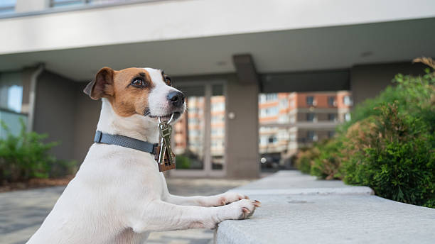 istock Jack Russell Terrier Dog Holding Apartment Keys. 2217702938