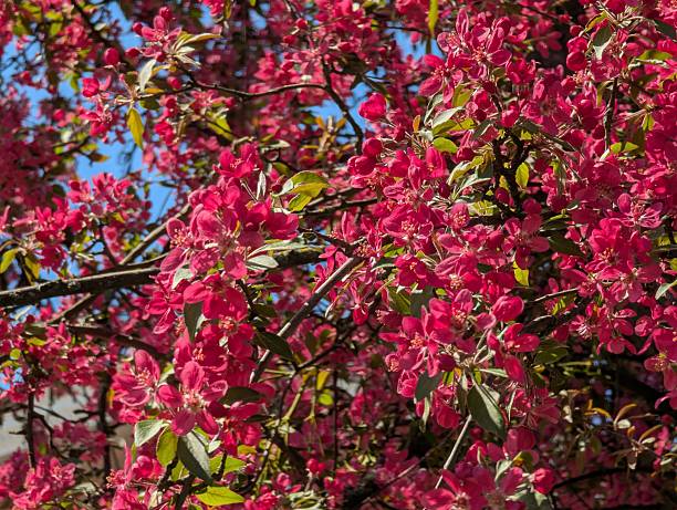 Crab Apple Tree in BloomPLEASE CLICK ON THE IMAGE BELOW TO SEE MORE BEAUTIFUL FLOWERS & BEAUTY IN NATURE: