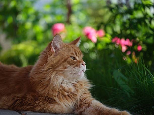 istock A red Maine Coon cat lying in a garden. 2217703228