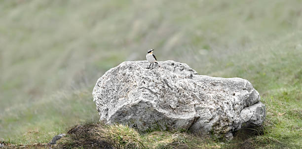 istock Male Northern Wheatear On A Boulder (Oenanthe Oenanthe) 2217704797
