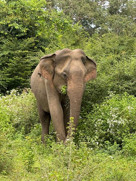 istock Elephant in the wild in Sri Lanka 2217705208