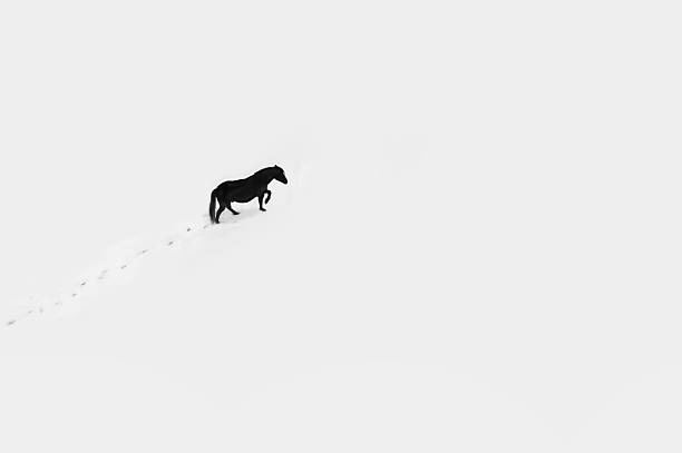 Canada british columbia. Vancouver island single black horse in a field covered with snow