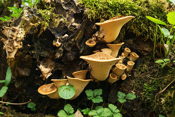 istock Fungal growth on a decaying log in a lush forest environment during late spring 2217705370