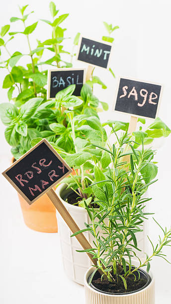 istock Fresh herbs in pots with labels including basil, mint, sage, and rosemary on a bright background 2217705393