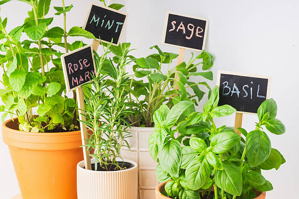 istock Indoor herb garden featuring mint, sage, rosemary, and basil in decorative pots 2217705402