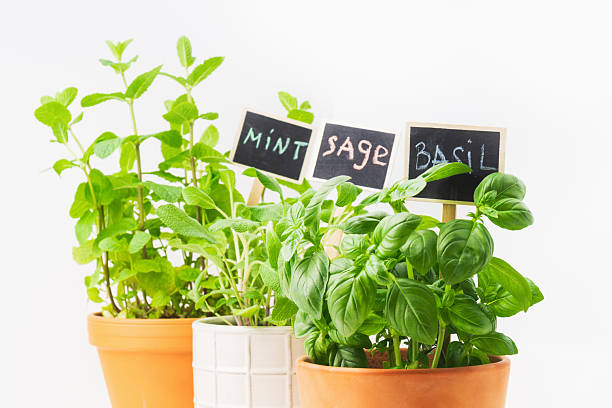 istock Fresh herb garden featuring mint, sage, and basil in decorative pots on a white background 2217705403