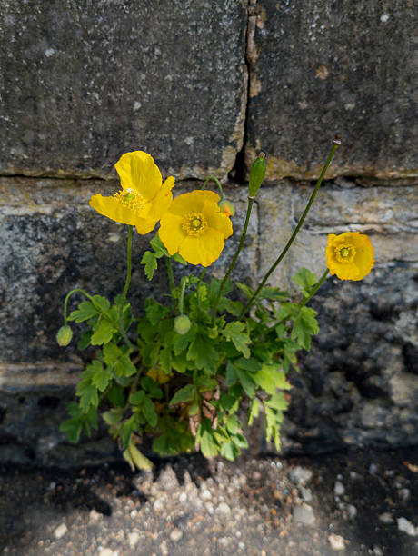 istock Edinburgh, Scotland, United Kingdom 2217705670
