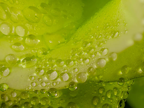 Close-up of drops on lime-colored leaves