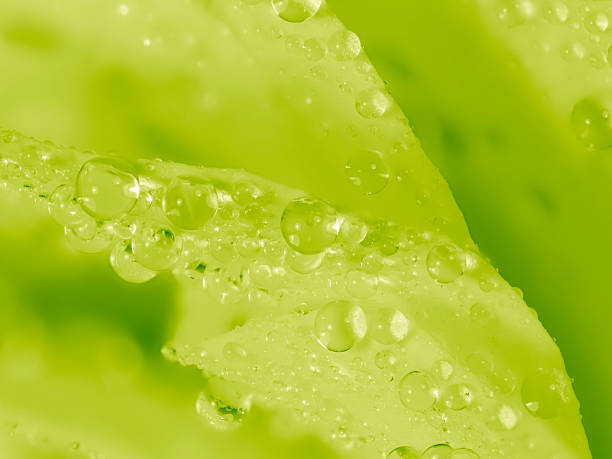 Close-up of drops on lime-colored leaves