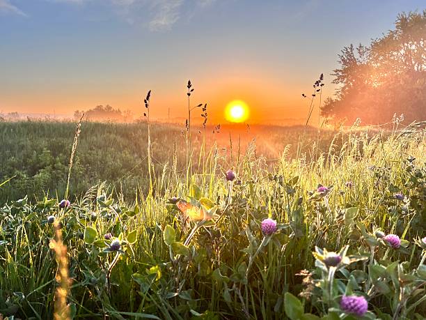 istock Sun rising over a green field 2217706902
